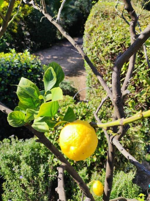 Вілла La Californienne Каркеранн Екстер'єр фото